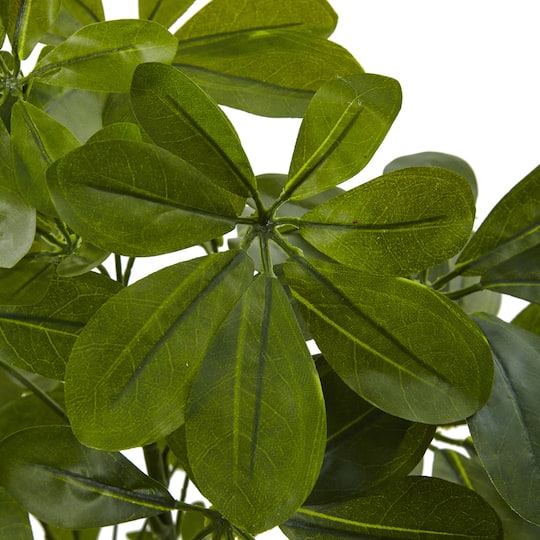 Green Baby Umbrella Plant, 2ct.